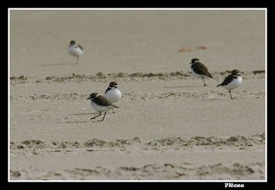 Snowy Plovers