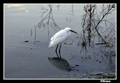 White Heron