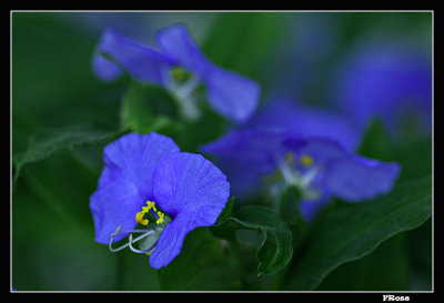 Lobelia Macro 2.jpg