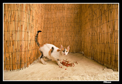 Bamboo Cat.jpg