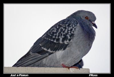 Just a Pigeon.jpg