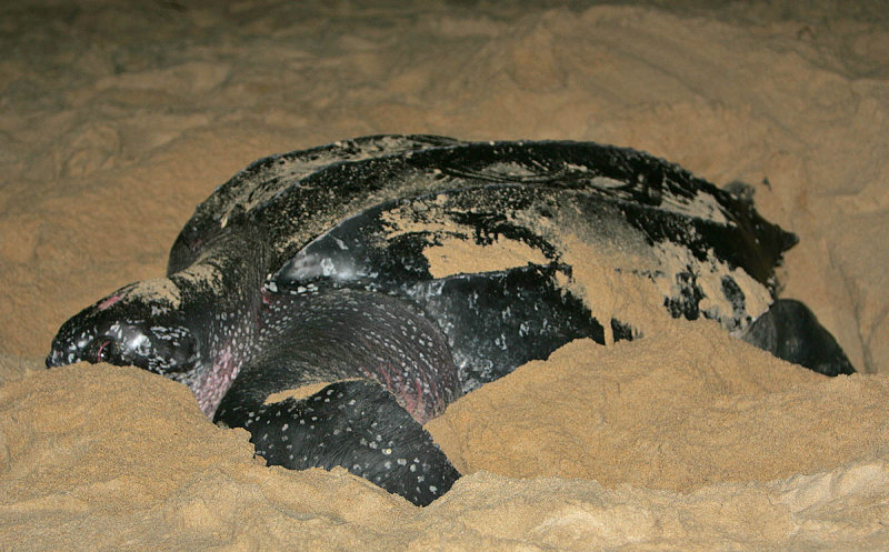 Leatherback Laying