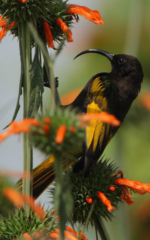 Golden-winged Sunbird (Drepanorhynchus reichenowi) male