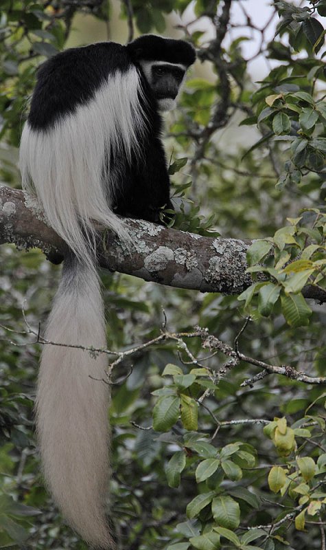 Black and White Colobus (Colobus guereza kikuyuensis)
