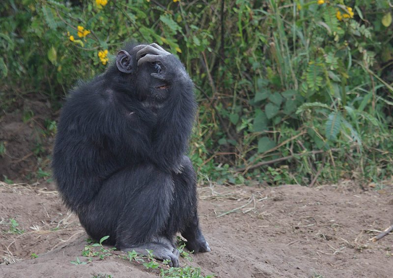 Chimpanzee (Pan troglodytes)