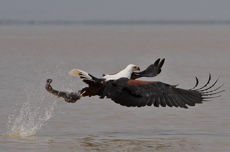 Lift-off!