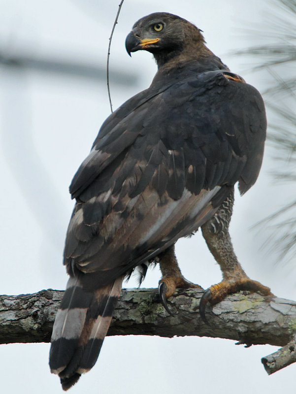 African Crowned Eagle