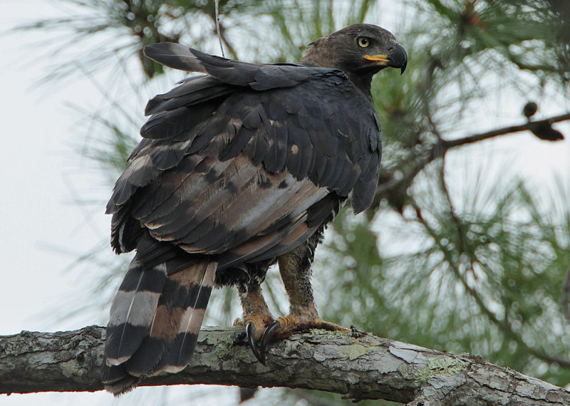 African Crowned Eagle