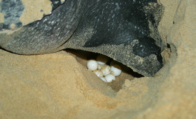 Leatherback laying