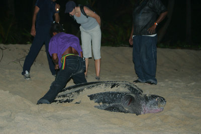 Leatherback being tagged