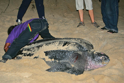 Leatherback being tagged