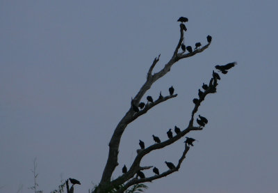 Black Vulture roost at dusk