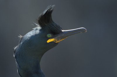 Eurasian Shag (Phalacrocorax aristotelis)