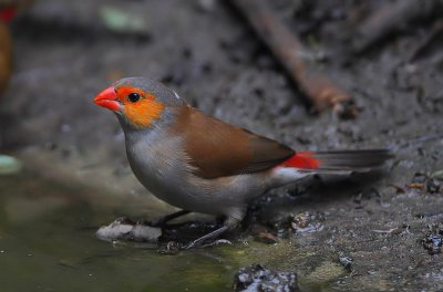 Orange-cheeked Waxbill (Estrilda melpoda)