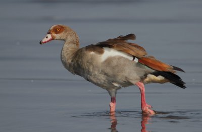 Egyptian Goose (Alopochen aegyptiacus)