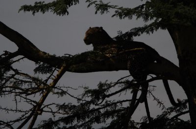 Leopard at sunset