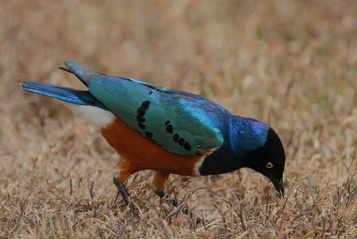 Superb Starling (Lamprotornis superbus)