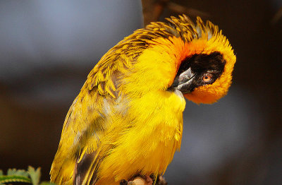 Speke's Weaver (Ploceus spekei)