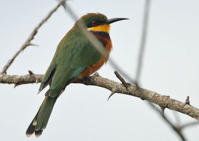 Cinnamon-chested Bee-eater (Merops oreobates)