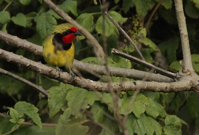 Dohertys Bush-shrike (Telophorus dohertyi)