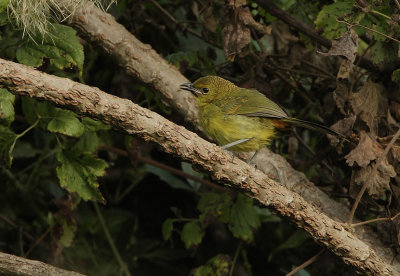 Dohertys Bush-shrike (Telophorus dohertyi)