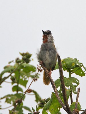 Grey-capped Warbler (Eminia lepida)