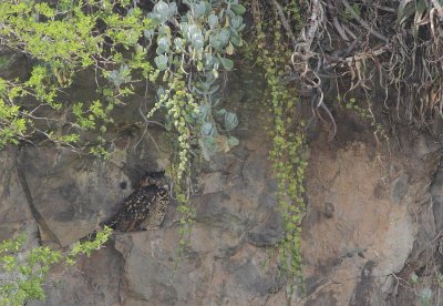 MacKinder's Eagle Owl (Bubo mackinderi)