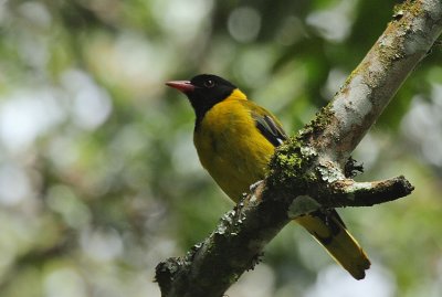 Montane Oriole (Oriolus percivali)