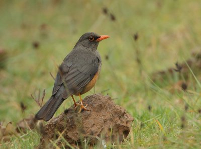 Olive Thrush (Turdus olivaceus)