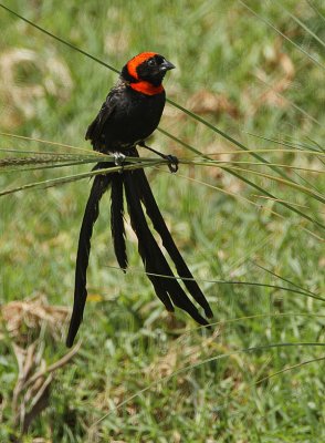 Red-collared Widowbird (Euplectes ardens)