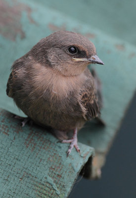 Plain Martin (Riparia paludicola)