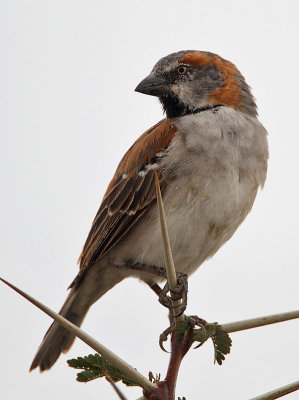 Rufous Sparrow (Passer rufocinctus)