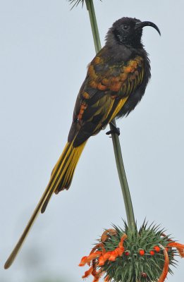 Golden-winged Sunbird (Drepanorhynchus reichenowi) male
