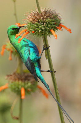 Malachite Sunbird (Nectarinia famosa) male