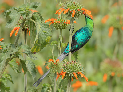 Malachite Sunbird (Nectarinia famosa) male