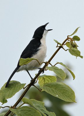 Tropical Boubou (Laniarius aethiopicus)