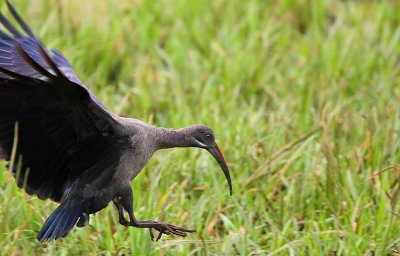 Hadada Ibis (Bostrychia hagedash)