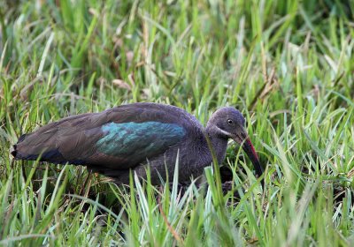 Hadada Ibis (Bostrychia hagedash)