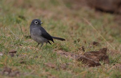 White-eyed Slaty Flycatcher (Melaenornis fischeri)