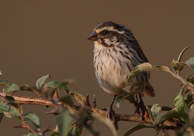 Streaky Seedeater (Serinus striolatus)
