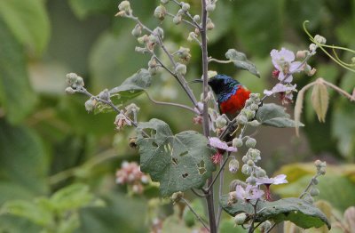 Northern Double-colared Sunbird (Nectarinia preussi kikuyuensis) male