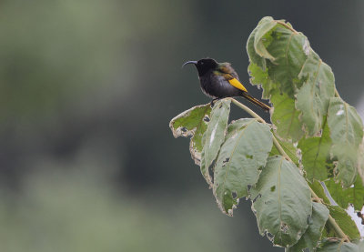 Golden-winged Sunbird (Drepanorhynchus reichenowi) male