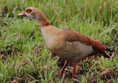 Egyptian Goose (Alopochen aegyptiacus)