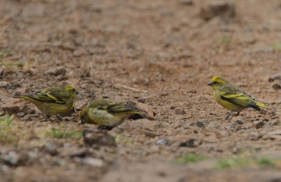 African Citril (Serinus citrinelloides kikuyuensis)