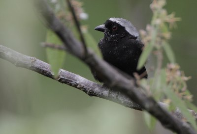Grey-headed Negrofinch (Nigrita canicapilla)