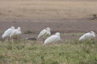 African Spoonbills (Platalea alba)