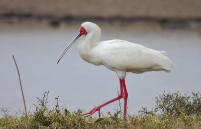 African Spoonbill (Platalea alba)