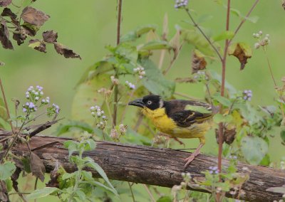 Baglafecht Weaver Ploceus baglafecht reichenowi female.jpg