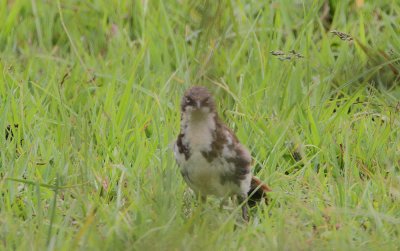 Northern Pied Babbler (Turdoides hypoleucus)