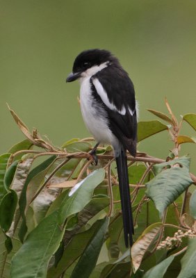 Common Fiscal (Lanius collaris)